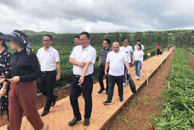 云南辣椒基地