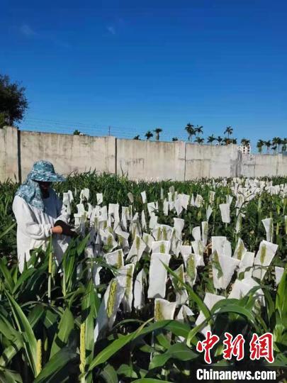 一粒种子的南繁之旅：东北粮仓孕育“农业芯片”
